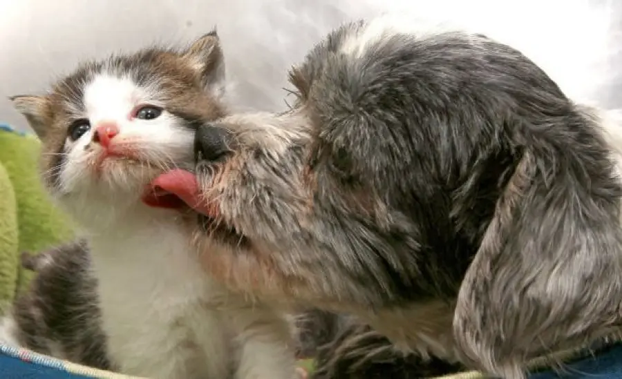 Cagnolina salva gattino in un burrone! Una storia bellissima!