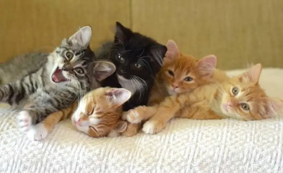 Sono i gatti che scelgono le persone… o viceversa? Ecco la risposta!