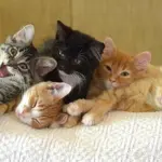 Sono i gatti che scelgono le persone… o viceversa? Ecco la risposta!