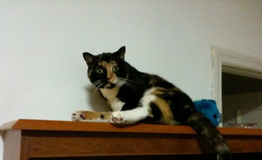 Willow, il gatto ritrovato a 3.500 km da casa!