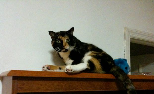 Willow, il gatto ritrovato a 3.500 km da casa!