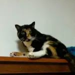 Willow, il gatto ritrovato a 3.500 km da casa!