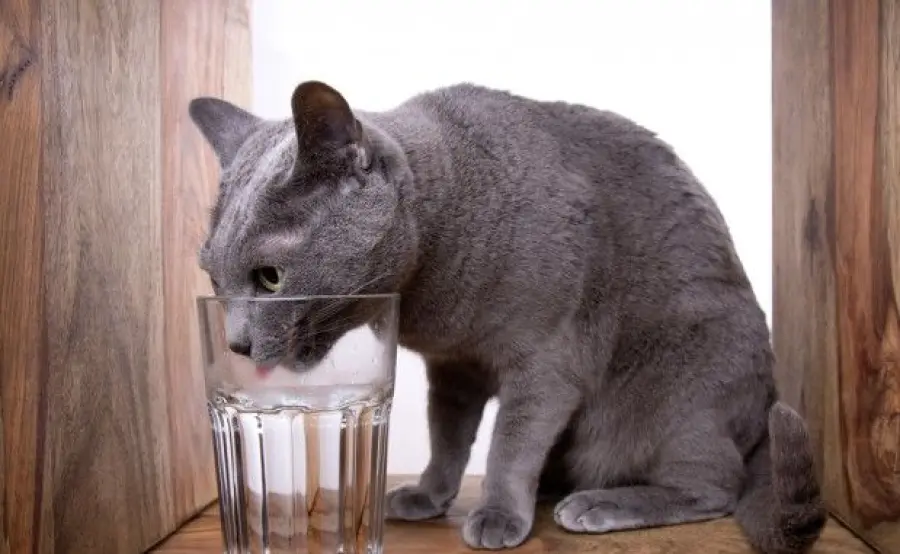 Come bevono i gatti?