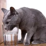 Come bevono i gatti?