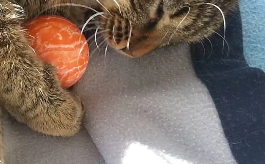 Tigrotta e la sua storia: una gattina super-coraggiosa!