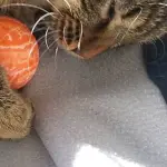 Tigrotta e la sua storia: una gattina super-coraggiosa!