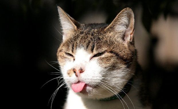 Compilation di gatti divertentissimi! [VIDEO]