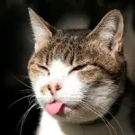 Compilation di gatti divertentissimi! [VIDEO]