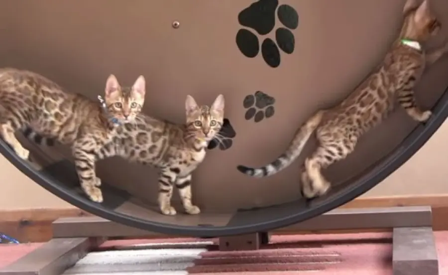 Piccolo gatto bengala in una ruota! [VIDEO]