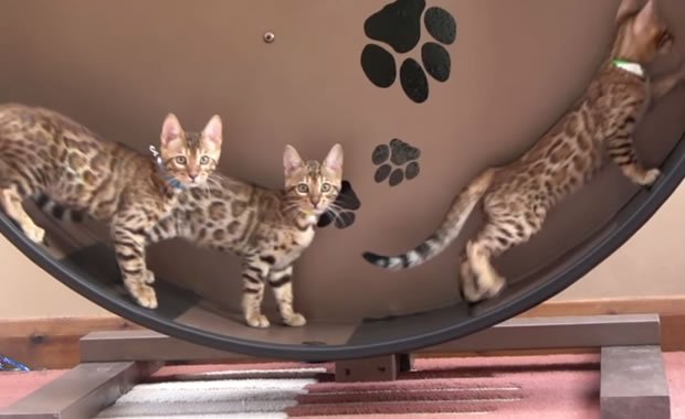 Piccolo gatto bengala in una ruota! [VIDEO]