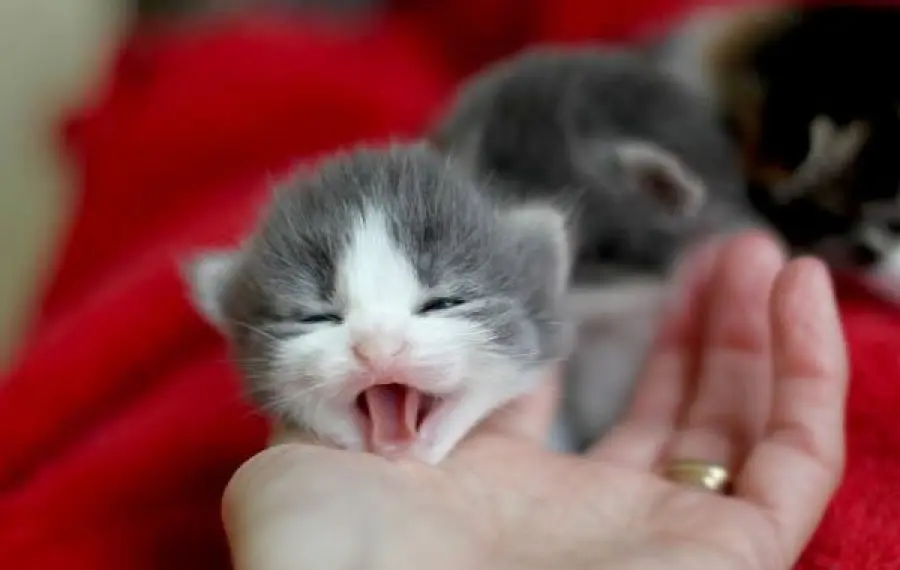 Piccoli gatti miagolano: perché lo fanno? [VIDEO]
