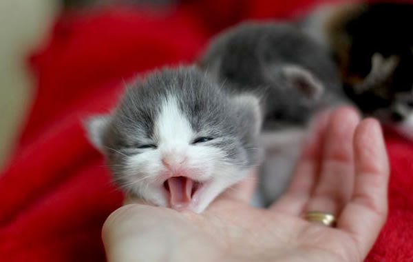 Piccoli gatti miagolano: perché lo fanno? [VIDEO]