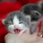 Piccoli gatti miagolano: perché lo fanno? [VIDEO]