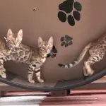 Piccolo gatto bengala in una ruota! [VIDEO]