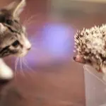 Il gattino e il riccio che giocano insieme! [VIDEO]