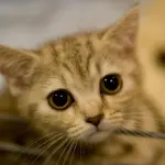 Gatti a rischio abbandono: tutti i pericoli dell'estate 2014