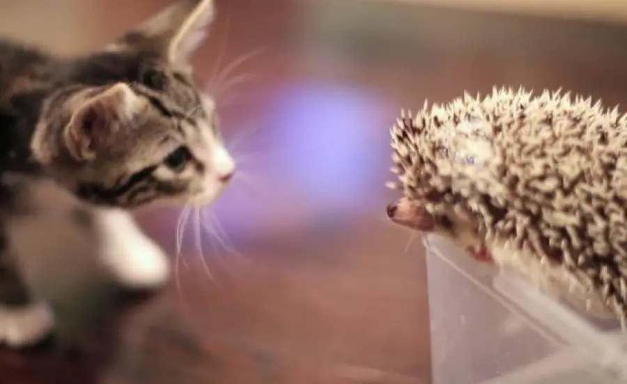 Il gattino e il riccio che giocano insieme! [VIDEO]