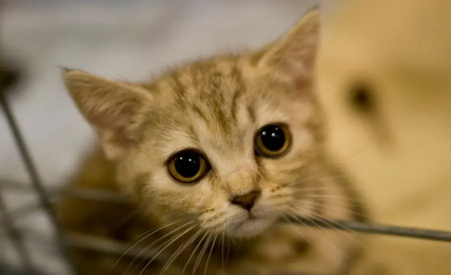 Gatti a rischio abbandono: tutti i pericoli dell'estate 2014