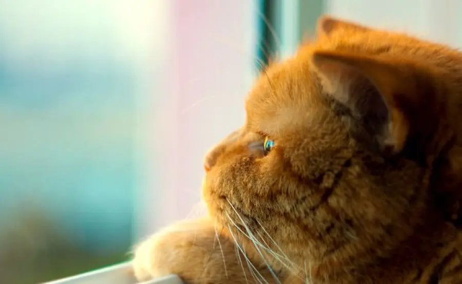 Come curare la dermatite del gatto con rimedi naturali