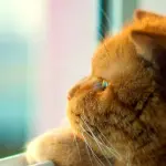 Come curare la dermatite del gatto con rimedi naturali