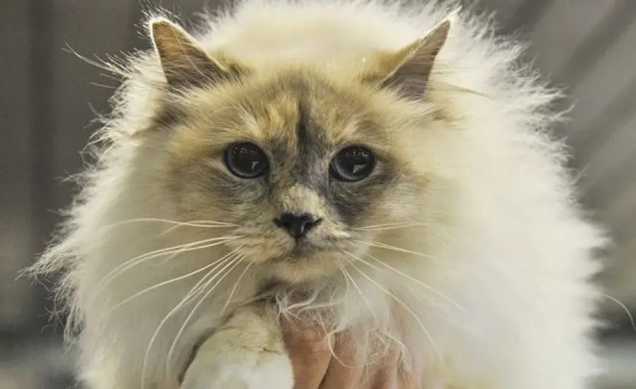 Gatti più belli del mondo: mostra a Spoleto il 3 e il 4 maggio