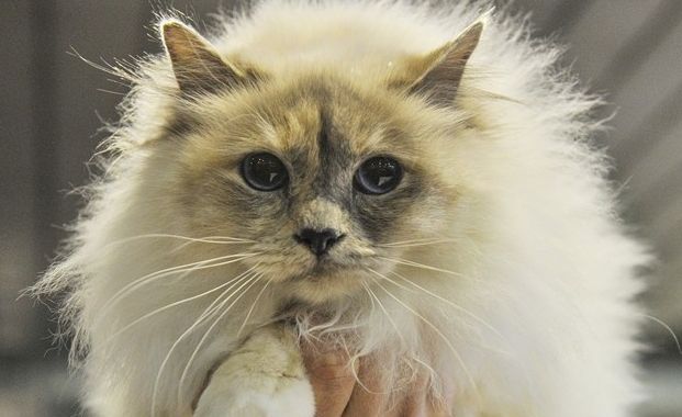 Gatti più belli del mondo: mostra a Spoleto il 3 e il 4 maggio