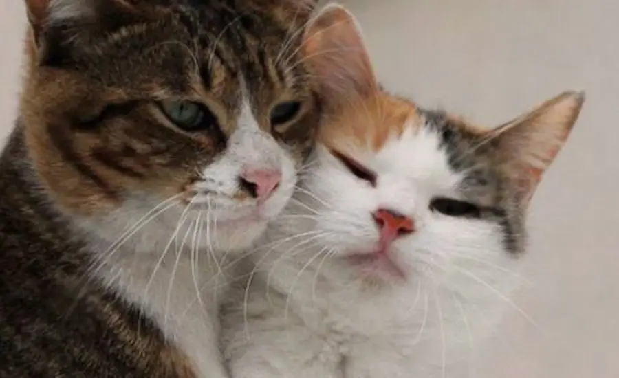 Lancillotto e Ginevra: Storia d’amore romanticissima tra due gatti!