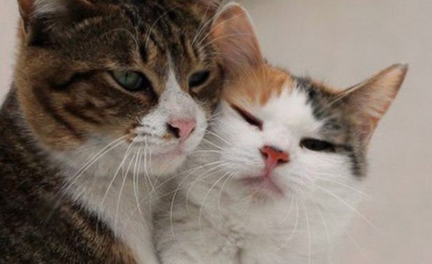 Lancillotto e Ginevra: Storia d’amore romanticissima tra due gatti!