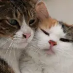 Lancillotto e Ginevra: Storia d’amore romanticissima tra due gatti!