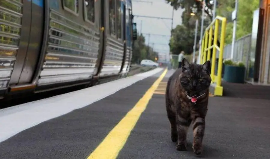 Graeme, il gatto che “accompagna” la padrona ai treni [VIDEO]