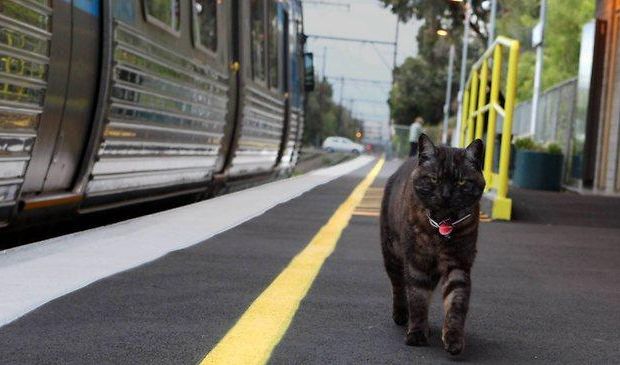 Graeme, il gatto che “accompagna” la padrona ai treni [VIDEO]