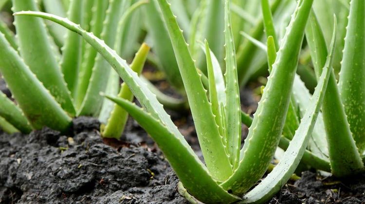 Forever Aloe: tutti i benefici di questa straordinaria pianta