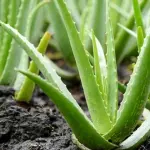 Forever Aloe: tutti i benefici di questa straordinaria pianta