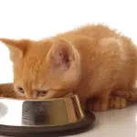 Queso e le sue abitudini alimentari! [VIDEO]