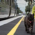 Graeme, il gatto che “accompagna” la padrona ai treni [VIDEO]