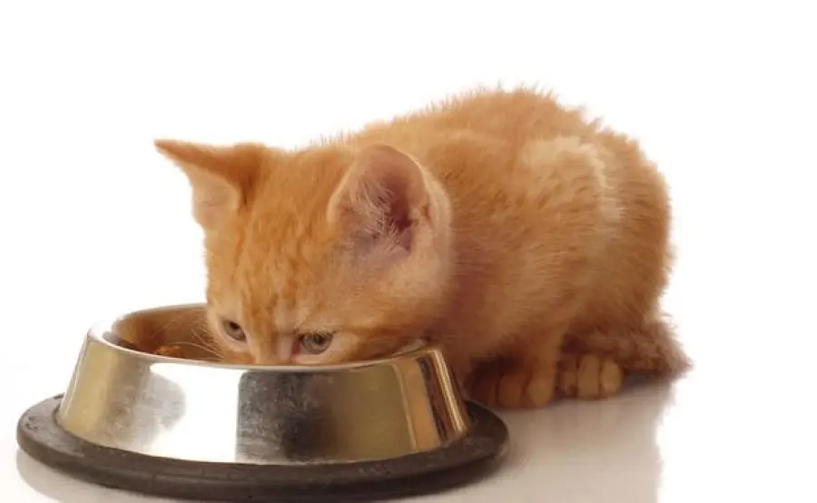 Queso e le sue abitudini alimentari! [VIDEO]