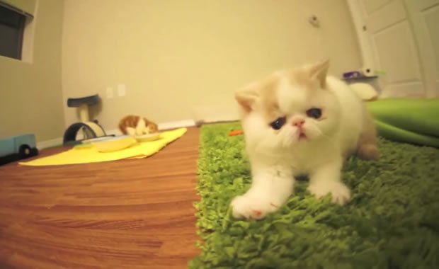 BunBun, il gatto che abbaia come un cane [VIDEO]