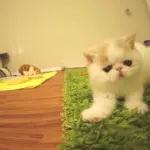 BunBun, il gatto che abbaia come un cane [VIDEO]