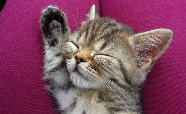 Gattina tenerissima morde il piede del padrone! [VIDEO]