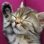 Gattina tenerissima morde il piede del padrone! [VIDEO]