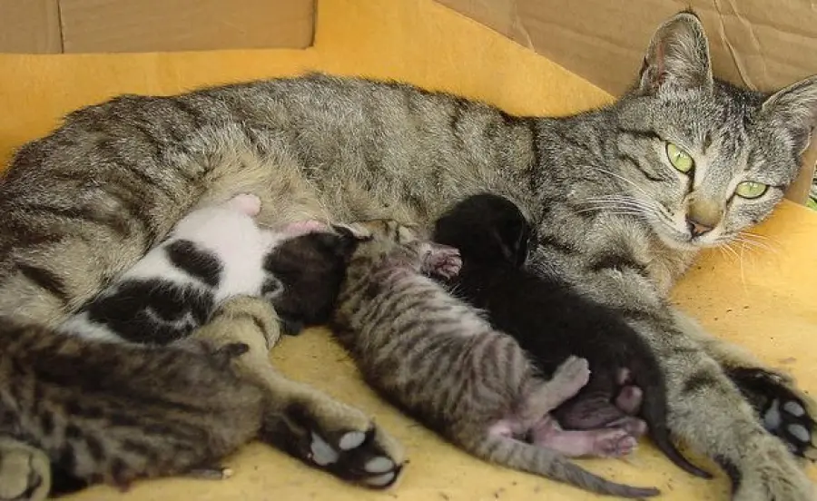 Mamma gatta allatta i suoi micetti [VIDEO]