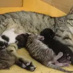 Mamma gatta allatta i suoi micetti [VIDEO]