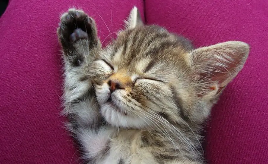 Gattina tenerissima morde il piede del padrone! [VIDEO]