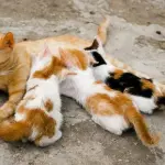 Mamma gatta e un allattamento… movimentato! [VIDEO]