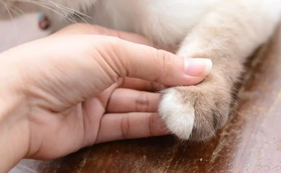 Come curare le unghie del gatto