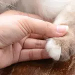 Come curare le unghie del gatto