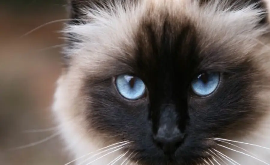 Città amiche dei gatti: parte la sfida sul web