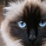 Città amiche dei gatti: parte la sfida sul web