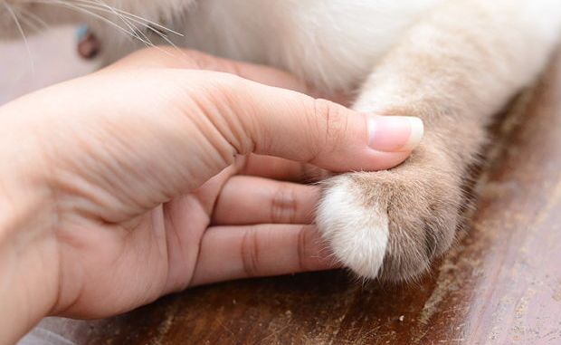 Come curare le unghie del gatto