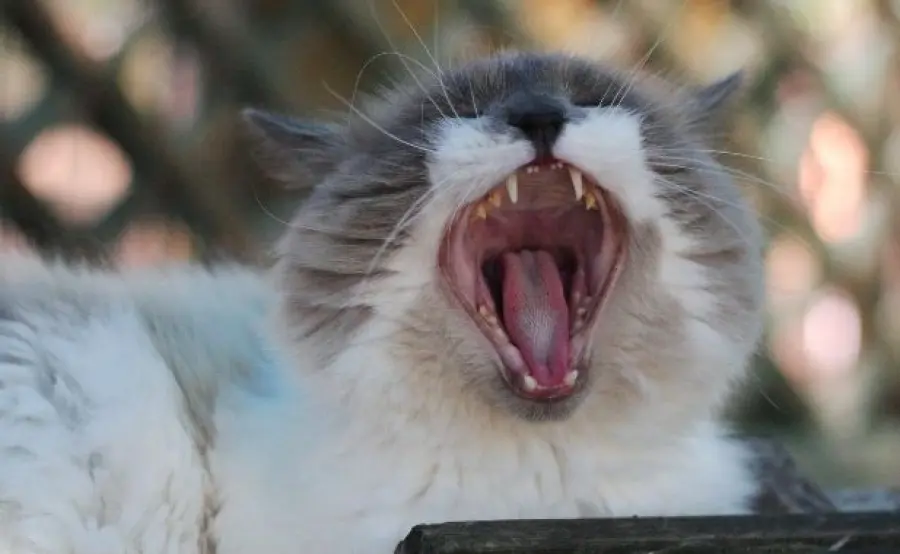 Gatti, come curare i graffi e i morsi